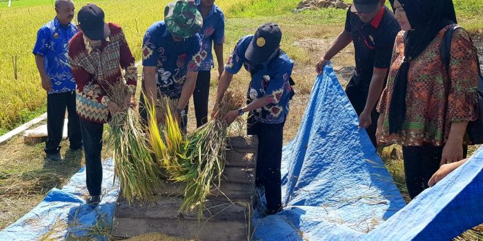 Hasil Petani di Kabupaten Gowa Mengalami Peningkatan