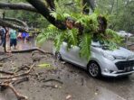 Angin Kencang beserta Hujan, Camat Ben Ingatkan Warga Tidak Parkir Kendaraan Dekat Pohon Besar