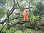 Hujan Disertai Angin Kencang, Camat Biringkanaya Benyamin B Turupadang Ingatkan Warga Tebang Pohon Rapu